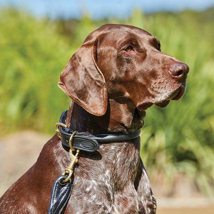 Produktbild Weatherbeeta Hundehalsband aus gerolltem Leder (XS, Hund, Allgemein)