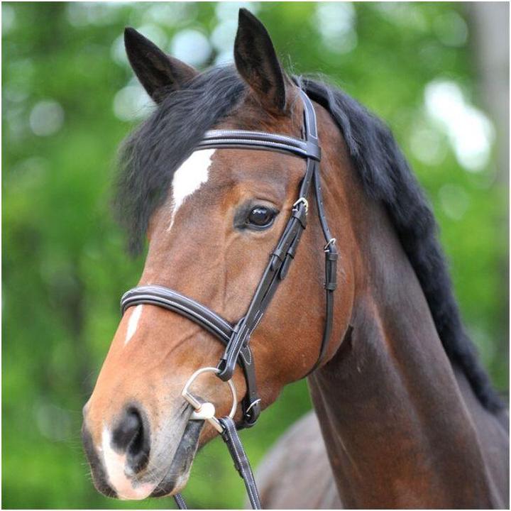 Actual product image Kavalkade Akila Hunter