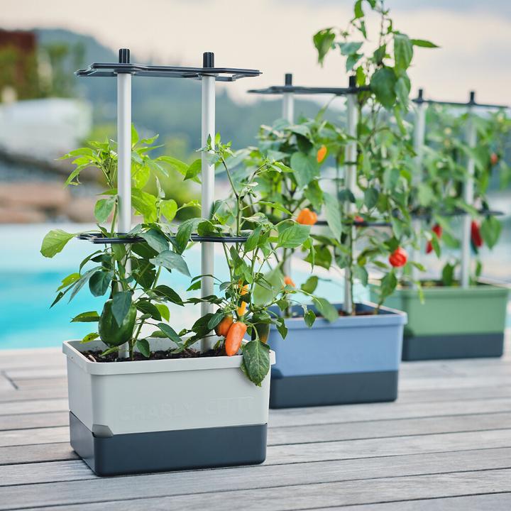 Produktbild Gusta Garden Charly Chili (27.50 cm)