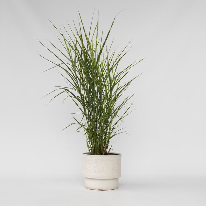 Actual product image Plant in a Box Miscanthus sinensis 'Zebrinus' - Ornamental grass (20 cm)