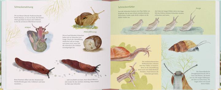 Immagine prodotto Schau mal, eine Schnecke! (Tedesco, Bärbel Oftring, Jana Walczyk, 2025)