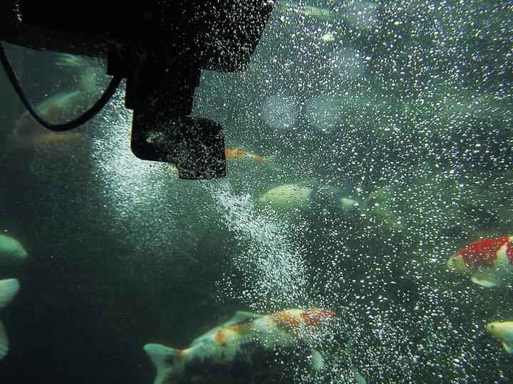 Produktbild Oase SwimSkim 50