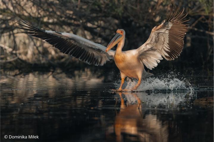 Produktbild Sony FE 100-400mm F4.5 GM OSS (Sony E, Vollformat)