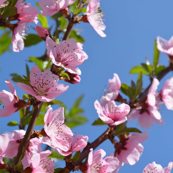 Image du produit Plant in a Box Prunus 'Bonanza', Prunus Persica 'Saturne' - Pfirsichbaumen (60 cm)