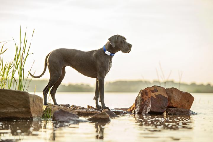 Produktbild Tractive GPS Tracker (XL, Hund)