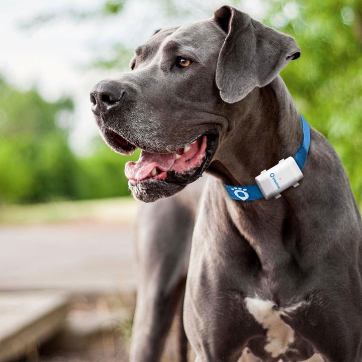 Produktbild Tractive GPS Tracker (XL, Hund)