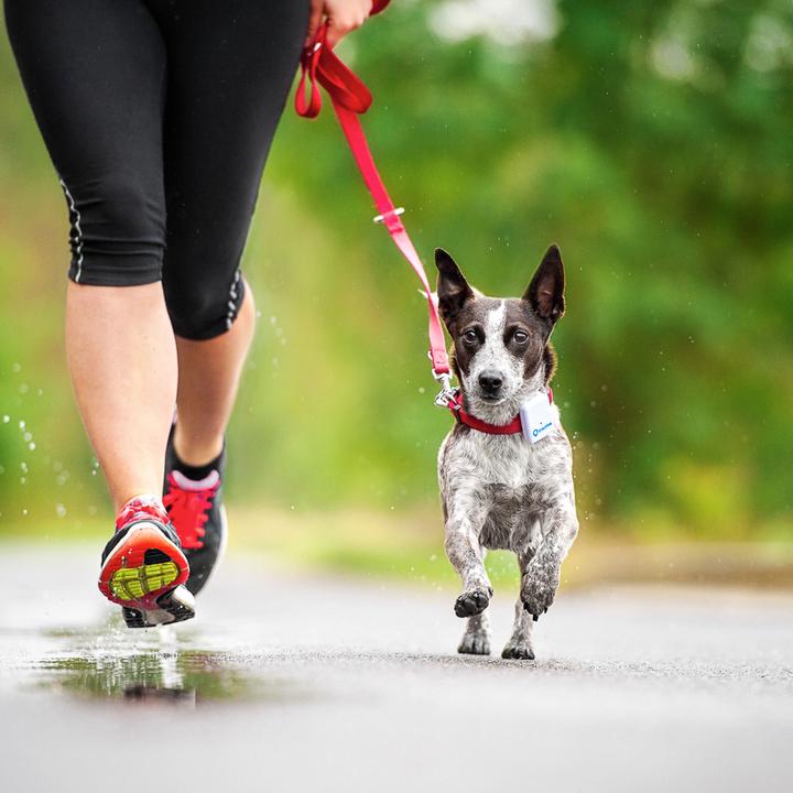 Actual product image Tractive GPS Pet Tracker (One size, Dog, Cat, Walks)