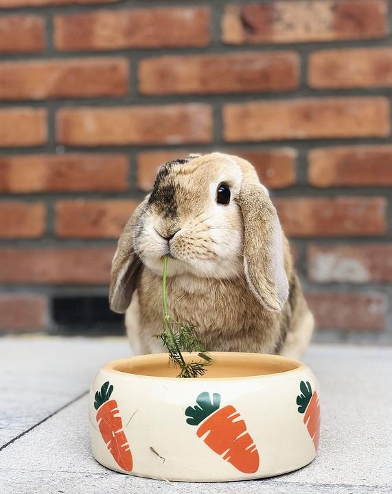 Actual product image Nobby Ceramic feeding trough CARROT (0.50 l)