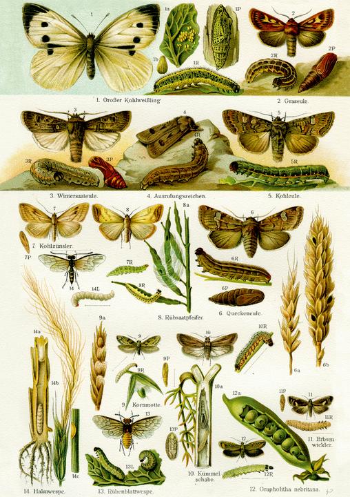 Produktbild Sherlock Holmes Bd. 4 (Deutsch, Steffi Bartsch, Sir Arthur Conan Doyle, 2022)