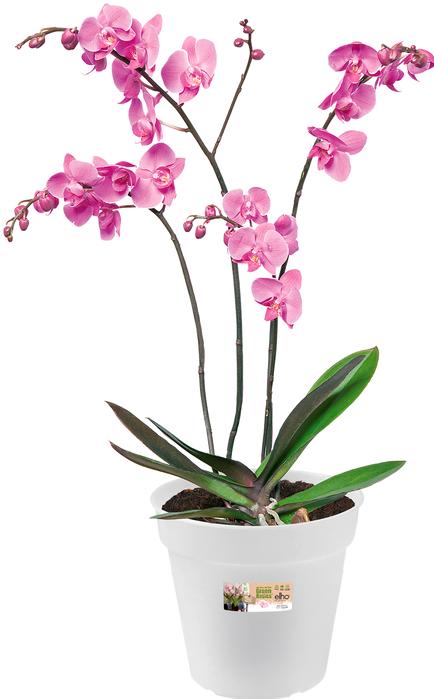 Produktbild Elho Green Basics Orchidee (17 cm)