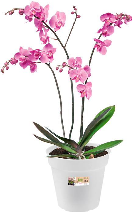 Actual product image Elho Green Basics Orchid (17 cm)