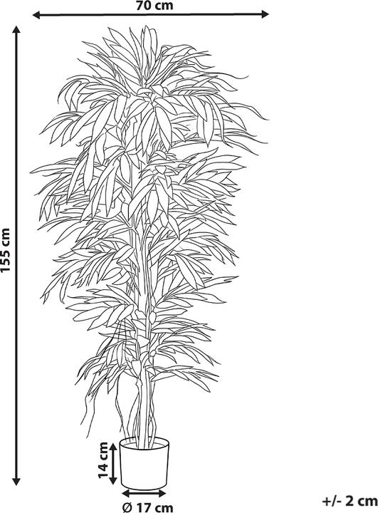 Produktbild Beliani Longifolia (155 cm)