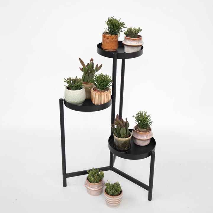 Immagine prodotto Plant in a Box Rhipsalis - (12 cm)