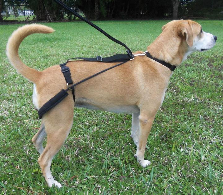 Image du produit Dr. Horgan Harnais d'éducation (S, Chien, Général)