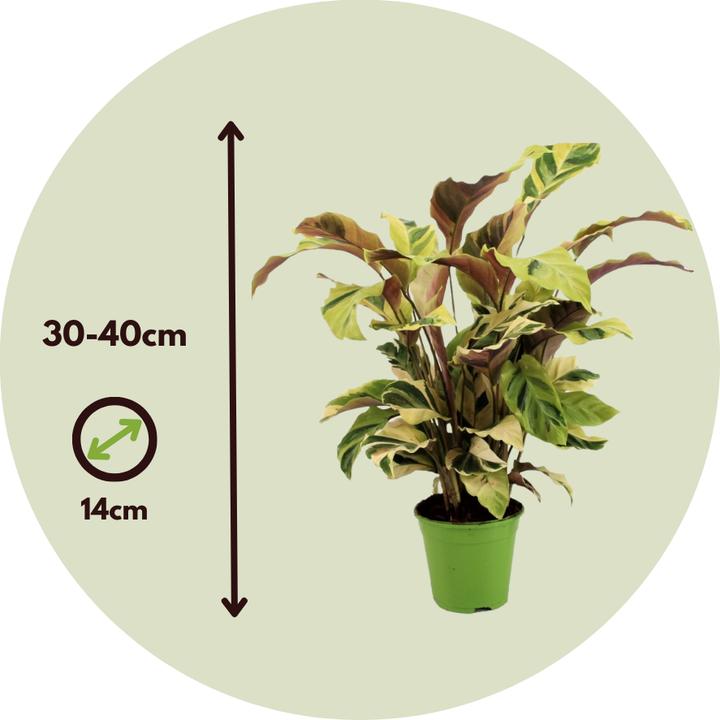 Produktbild Plant in a Box Calathea “Yellow Fusion” - Marantaceae (30 cm)