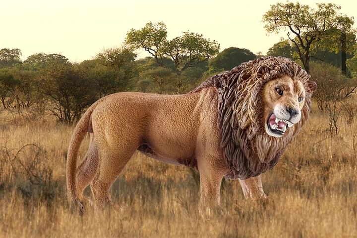 Produktbild Schleich Roaring Lion