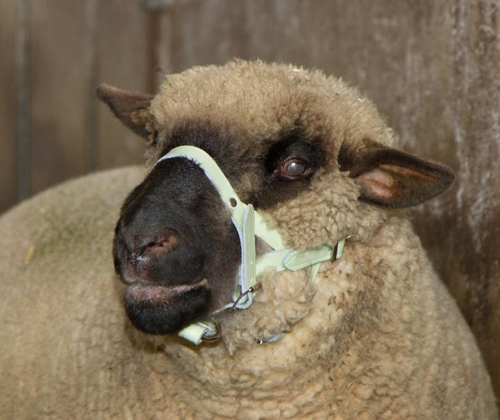 Image du produit Kerbl Collier de tête pour moutons et béliers