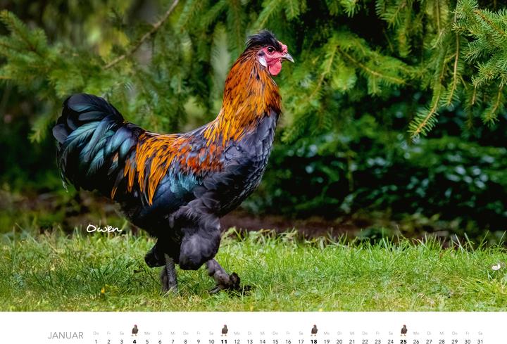 Produktbild Hühner Kalender 2026 (Harter Einband, Deutsch)