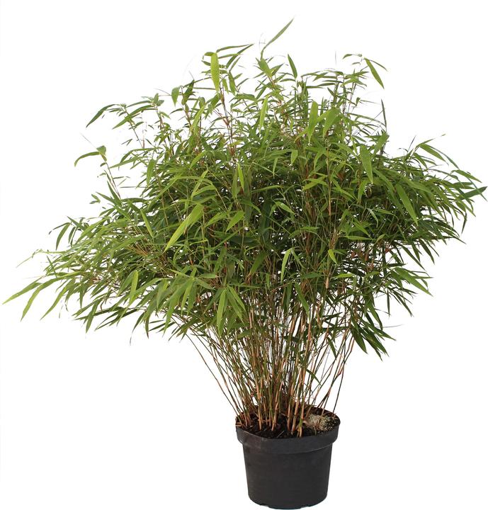 Produktbild Zulauf Garten-Bambus / Fargesia rufa (100 cm)