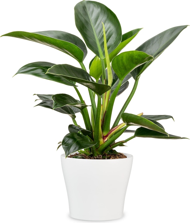 Produktbild Scheurich Blumentopf Weiss Ø 27 cm (27 cm)