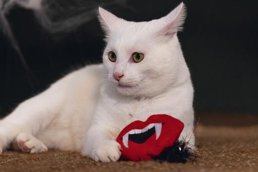 Image du produit Beeztees Halloween Dracula (Jouets avec herbe à chat)