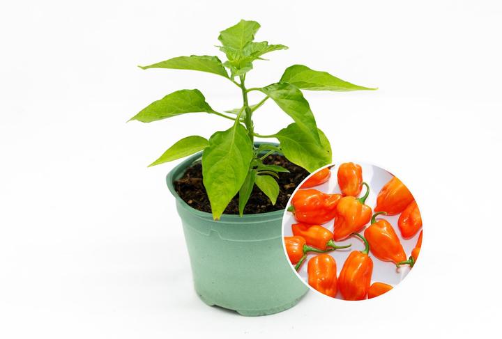 Produktbild Zollinger Bio Setzling, Chili, Habanero (120 cm)