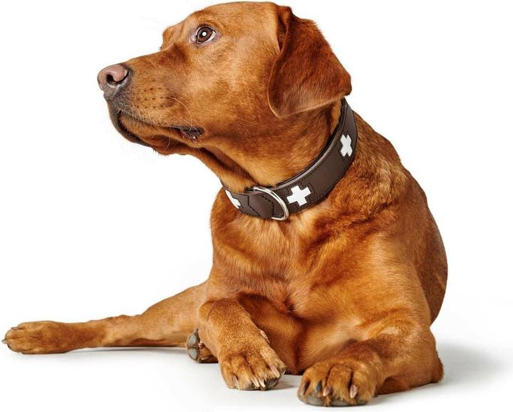 Actual product image Hunter Collar Swiss genuine leather (47, 48, 49, 50, 52, 54, Dog, Walks)
