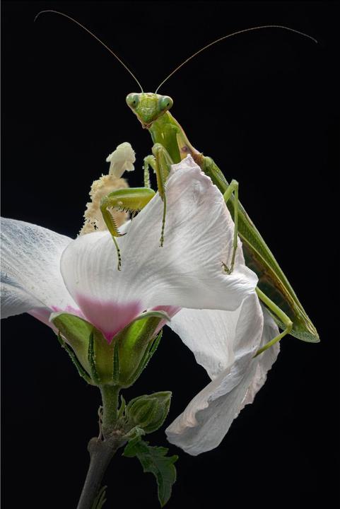 Actual product image Venus Optic Fixed focal length Laowa 58mm f/2.8X Ultra Macro APO - E-mount (Sony E, full size)