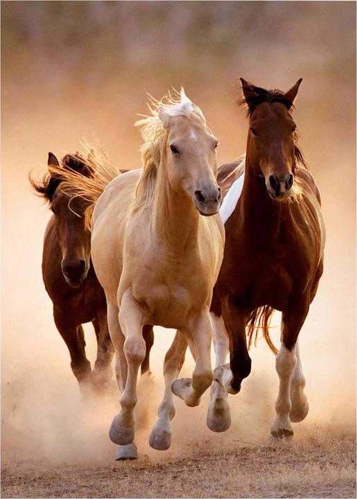 Actual product image Clementoni Horses (1000 pieces)