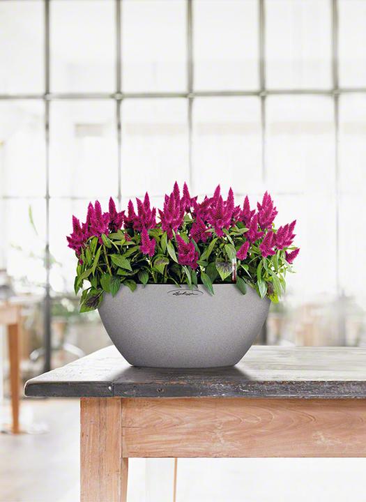 Produktbild Lechuza Cubeto Color (30 x 13.50 cm)