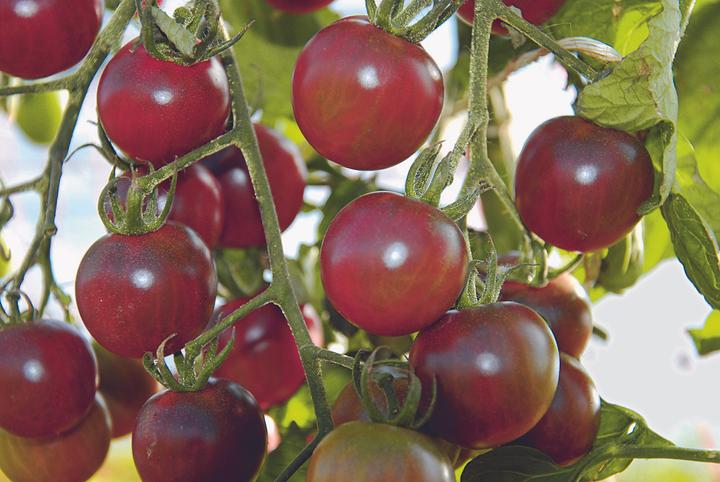 Produktbild Zollinger Bio Tomate, Schwarze Cherry