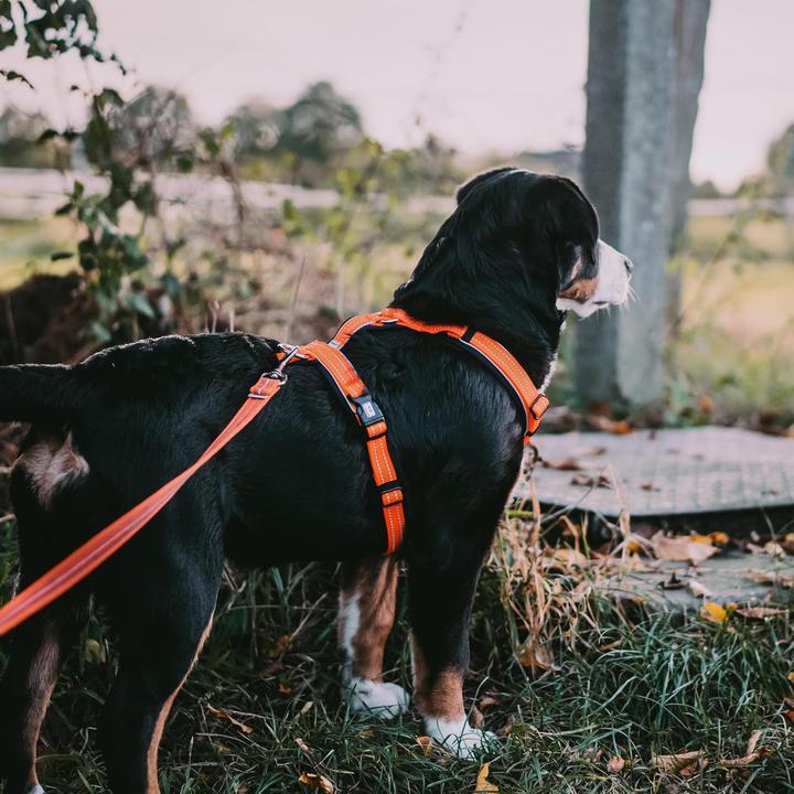 Produktbild Herman Sprenger Hundegeschirr - Y-Geschirr (S, Hund, Allgemein, Jogging, Spazieren, Hundesport)
