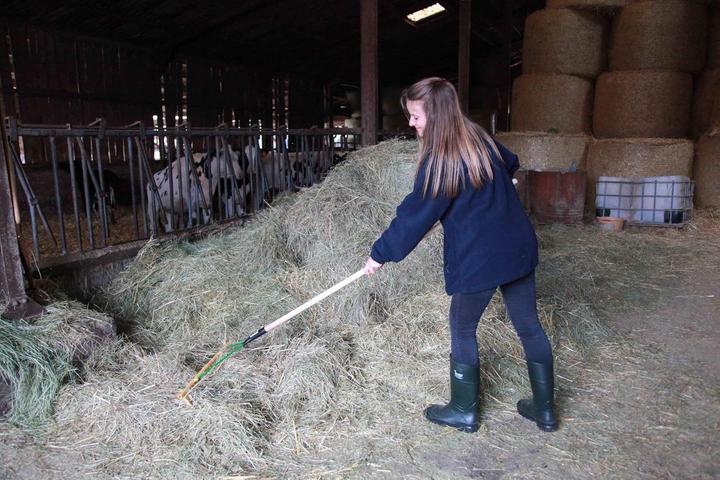 Actual product image Kerbl Plastic Rake