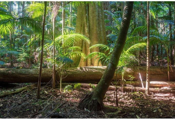 Image du produit Hoya Mist Diffuser Black No0.5 (62 mm, Filtres d'effet, 62 mm)