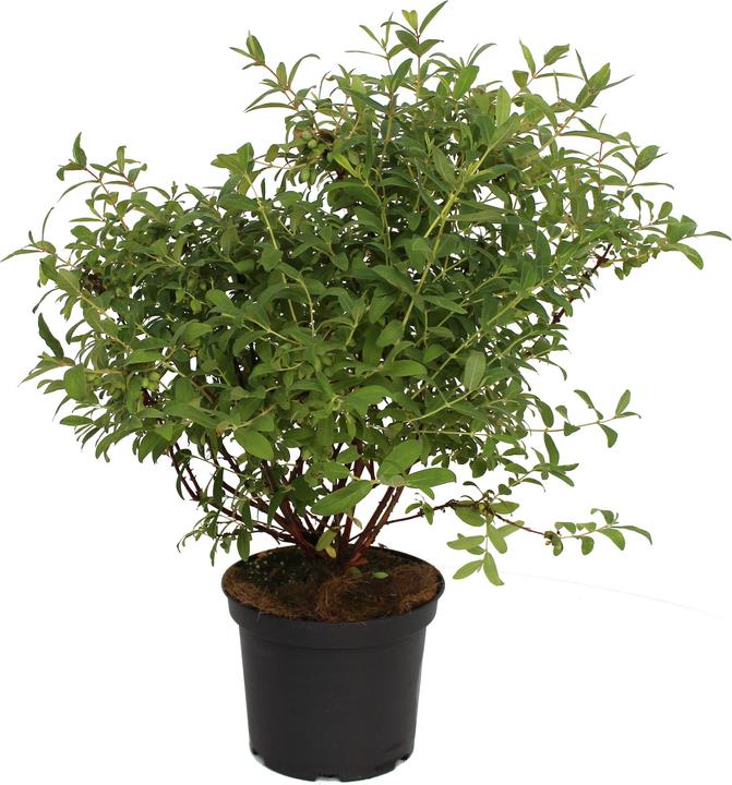 blueberry plant Sharpblue Southern Highbush Blueberry Plants- Early Season- Large One –  Scenic Hill Farm Nursery main image 0