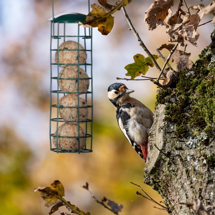 Produktbild Relaxdays 2x Meisenknödelhalter