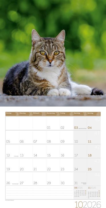 Produktbild Katzen Kalender 2026 - 30x30