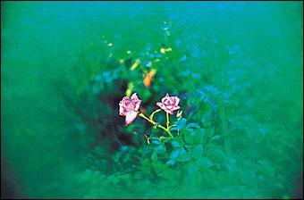 Image du produit Cokin Filtre A065 C.Spot vert (Filtres de couleur)