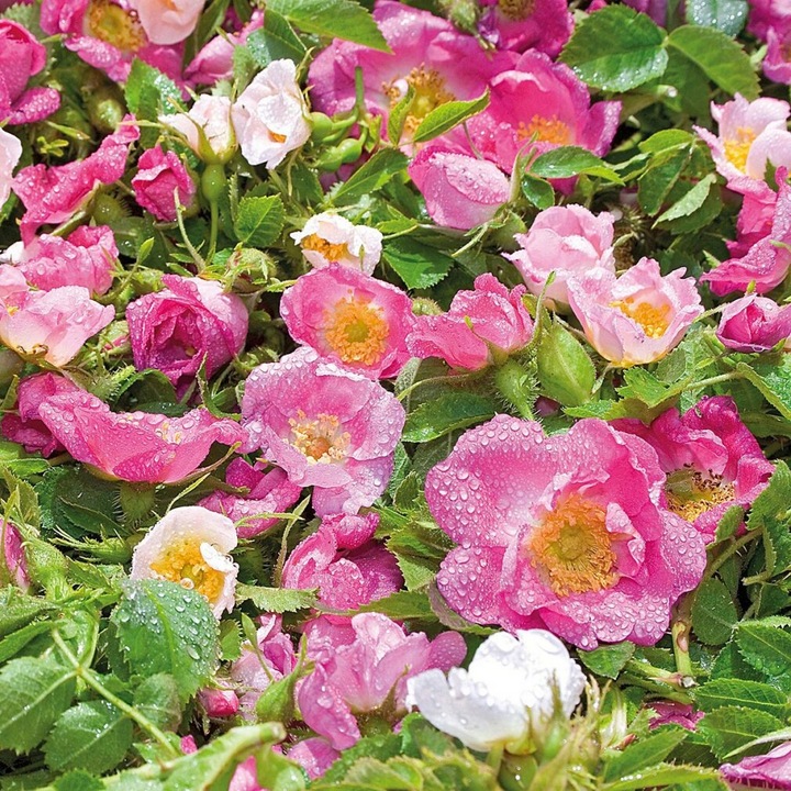 Produktbild Weleda Wildrose Glättende Feuchtigkeitspflege (30 ml, Tagescreme)