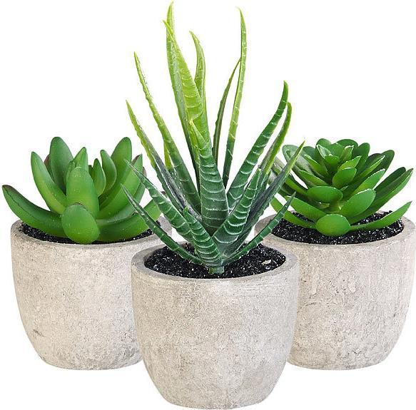 Image du produit Carlo Milano Succulentes décoratives (15 cm)