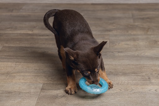 Actual product image Beeztees Cooling bitebite ring (Puppy Toy)