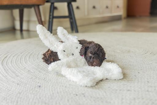 Immagine prodotto Beeztees Nijno (Giochi per cuccioli)