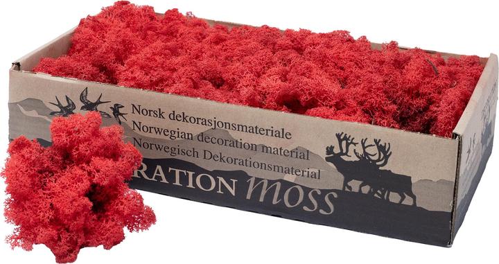 Actual product image Flowerbox Iceland moss