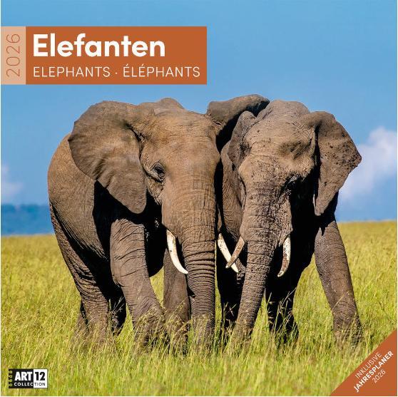 Image du produit Elefanten Kalender 2026 - 30x30 (30 x 30 cm, Couverture rigide, Français, Anglais, Allemand)