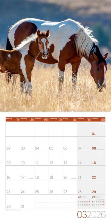 Image du produit Pferde Kalender 2026 - 30x30