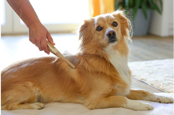 Produktbild Magic Brush Fellkamm für Hunde (Hund)