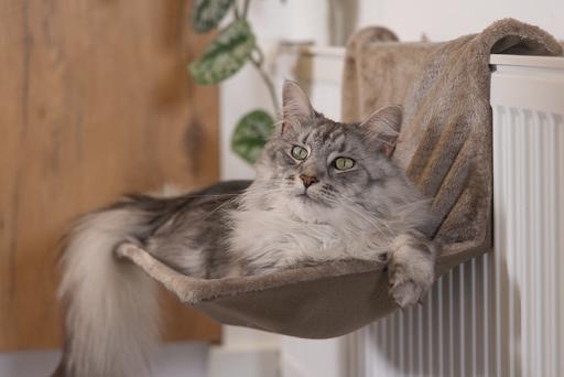 Image du produit Beeztees Sleepy (Chat)