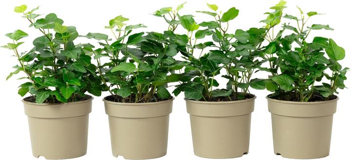 Flowerbox 4er-Set Gemeiner Efeu - Hedera helix (15 cm)