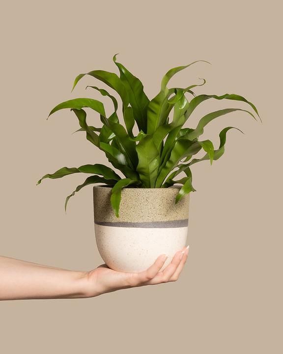 Image du produit feey Petite fougère nid (35 cm, Fraîchement rempotés, Respectueux des animaux)