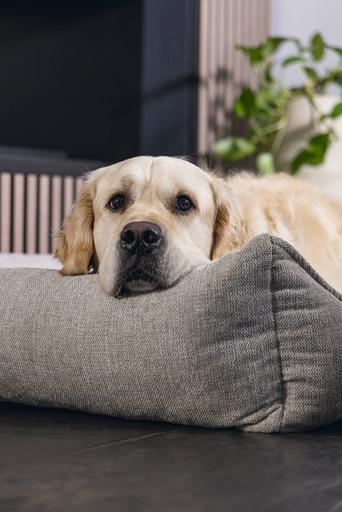 Image du produit Beeztees Zia (Chien)